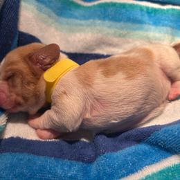 YELLOW girl Julia - Red and white female Basset Hound puppy in Saint Cloud, Florida from Mockingbird Hollow Bassets