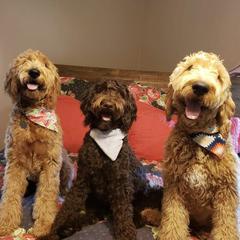 Double Doodles from West Texas Doodles