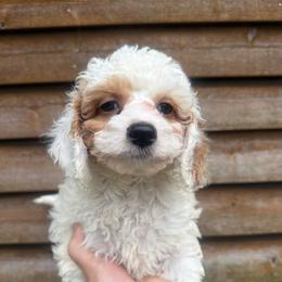 Flora - Red and white female Cockapoo puppy in Connersville, Indiana from MoonShine Babies