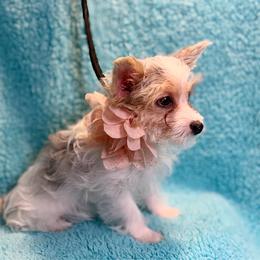 Bluey - Parti female Yorkshire Terrier puppy in Shelton, Washington from Cute Yorkies
