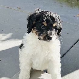 Bernedoodle Puppies from Dilly Dally Doodles