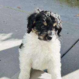 Bernedoodle Puppies from Dilly Dally Doodles