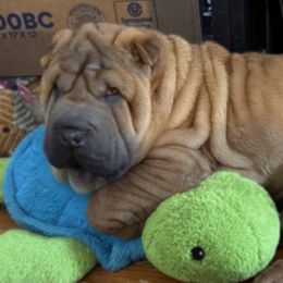Chinese Shar-Pei from CarPeiDiem Chinese Shar-Pei