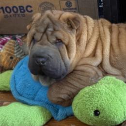 Chinese Shar-Pei from CarPeiDiem Chinese Shar-Pei