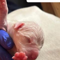 Girl 1 - White Dogo Argentino puppy in California from First-Class Lineage