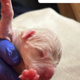 Girl 1 - White Dogo Argentino puppy in California from First-Class Lineage