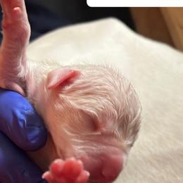 Girl 1 - White Dogo Argentino puppy in California from First-Class Lineage