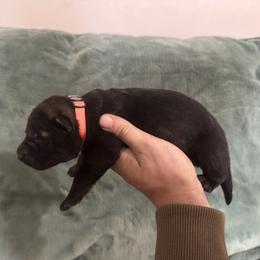 Orange collar sable female - Sable female German Shepherd puppy in Bartlesville, Oklahoma from Guardian Working Shepherds
