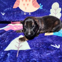 Finder - Sable male German Shepherd puppy in Los Lunas, New Mexico from Mali's German Shepherds LLC