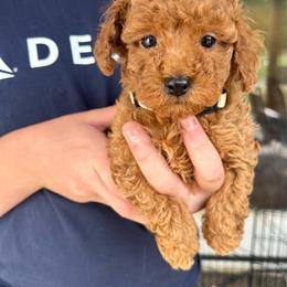 AKC White Collar - Red  male Poodle puppy in Dallas, Georgia from West Cobb Dogs