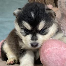 Rugger (red collar) - Black and white male Pomsky puppy in Diamond Lake, Washington from Husky Haven WA