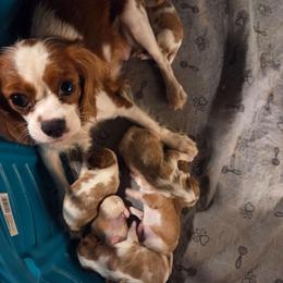 Cavalier King Charles Spaniel puppies from Northern Lights Goldens
