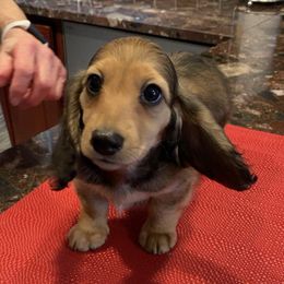 Dachshunds from Gayle Sanitate