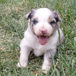 Blue Merle Female - Blue merle female Australian Shepherd puppy in Cedar City, Utah from 10-BAR-Y RANCH
