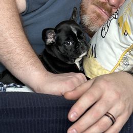 French Bulldog Puppies from Fishie's Frenchies