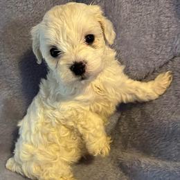 Spot - Parti male Yorkipoo puppy in Eden, Maryland from Canines  Unlimited