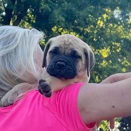 Pink - Fawn female Bullmastiff puppy in Pleasant Hill, Missouri from Marconian Bullmastiffs