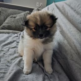 River - Tri-colored Pomeranian puppy in Littleton, Colorado from Blaylock's Pomeranian Puppies