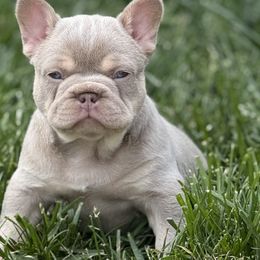Boy 3 - male French Bulldog puppy in Claycomo, Missouri from Clay Acres Frenchies