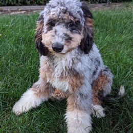 Jasper - Bernedoodle