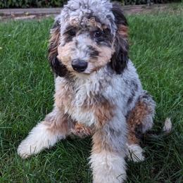Jasper - Bernedoodle