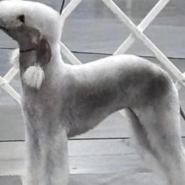 Dreamer - Bedlington Terrier