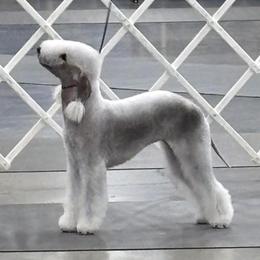 Dreamer - Bedlington Terrier