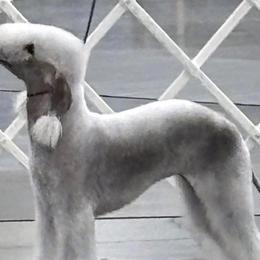 Dreamer - Bedlington Terrier