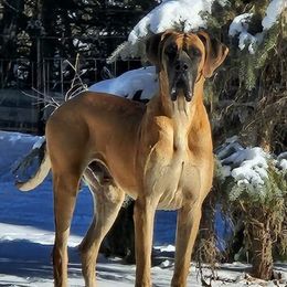 General Robert Lee E - Great Dane