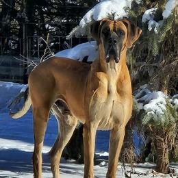 General Robert Lee E - Great Dane