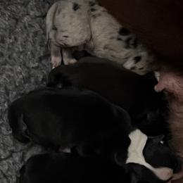 BBM - Black & white male Miniature Australian Shepherd puppy in Norco, California from River Springs Aussies