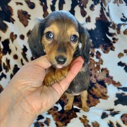BINKY - Red female Dachshund puppy in Swink, Oklahoma from Palali Farm
