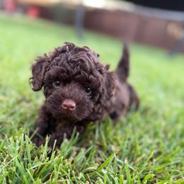 Albert (Samson) - Chocolate male Goldendoodle puppy in Millville, California from Hope Lane Kennels