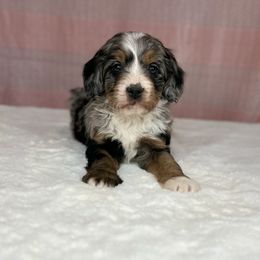 Zeus - Blue merle male Bernedoodle puppy in Sugarcreek, Ohio from Cuddly Companion Doodles