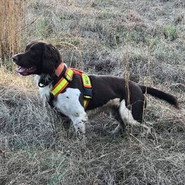 SAR K9 Jet - English Springer Spaniel