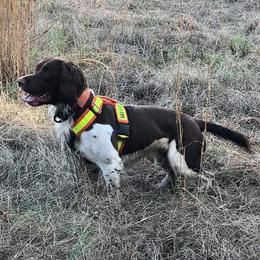 SAR K9 Jet - English Springer Spaniel
