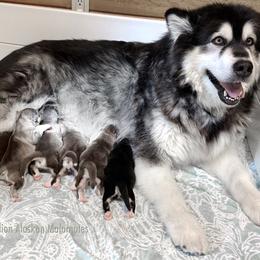 Alaskan Malamute puppies from Snowlion Alaskan Malamutes