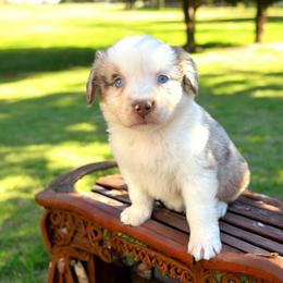 Ivory - Red merle female Australian Shepherd puppy in Statesville, North Carolina from Charming Australian Shepherds
