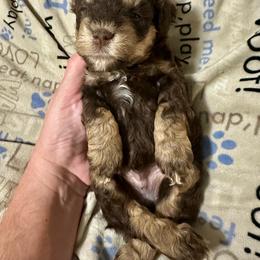 Emmett - Liver male Miniature Schnauzer puppy in Orlando, Florida from Central Florida CKC Miniature Schnauzer Breeders