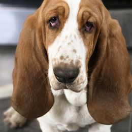 Basset Hounds and Cardigan Welsh Corgis from Savages Low riders