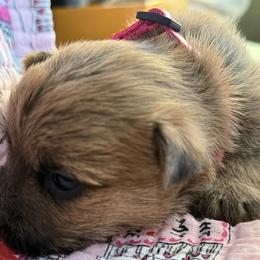 Valentina - Wheaten brindle female Cairn Terrier puppy in Lipan, Texas from Flyin G Cairns