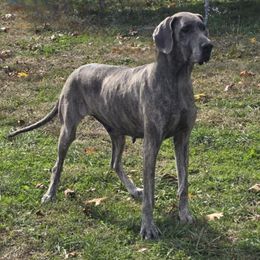 Val - Great Dane
