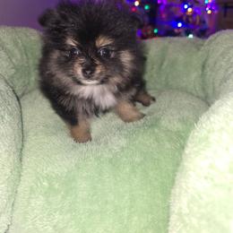 Autumn - Black and tan female Pomeranian puppy in Buckeye, Arizona from BL Poms Heaven