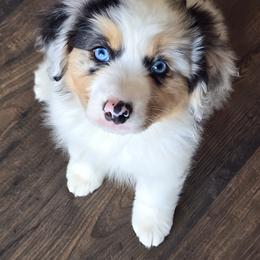 Miniature American Shepherd Puppies from Jem Miniature American Shepherds