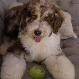 Legend - Bernedoodle