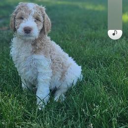 Girl 1 - Parti female Poodle puppy in Detroit, Michigan from Pretty Spoiled Spoos llc
