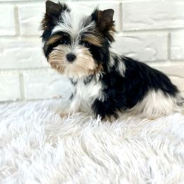 Ziva - Black tan and white female Biewer Terrier puppy in Greenwood, South Carolina from Sweet Southern Puppies