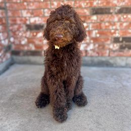 Goldendoodle All Grown Up from Twilight Doodles