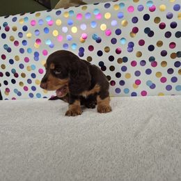 Dachshund Puppies from Joaquin Gutierrez