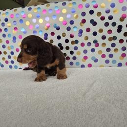 Dachshund Puppies from Joaquin Gutierrez